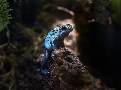 Blue Poison Dart Frog Habitat