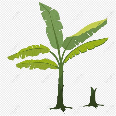 Banana Tree Illustration Png Images With Transparent Background Free Download On Lovepik
