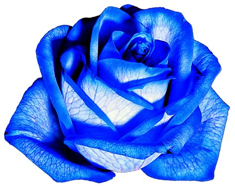 Sky Blue Rose By Jeanicebartzen27 On Deviantart