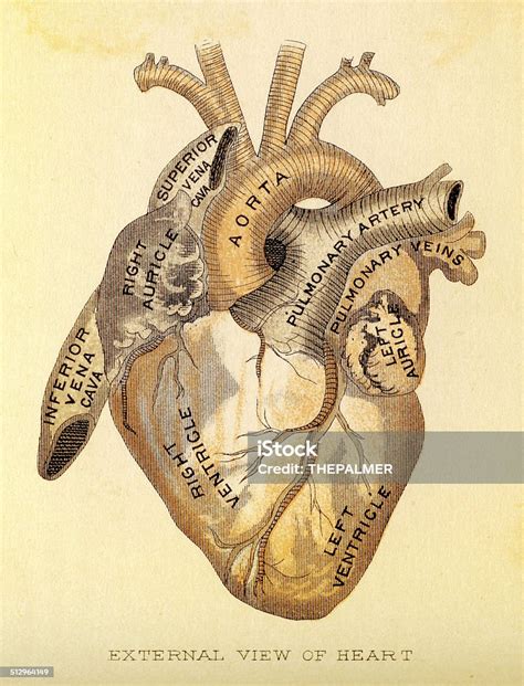 Coeur Humain Anatomie Dessin Cliparts Vectoriels Et Plus Dimages De