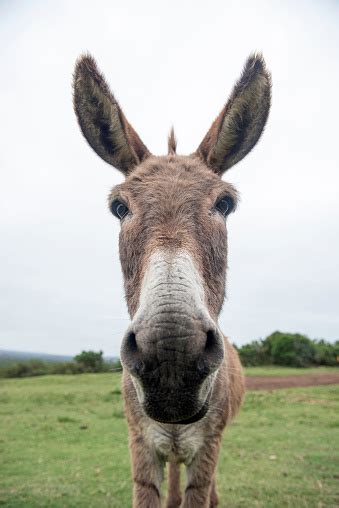 Funny Donkey Face Stock Photo Download Image Now Istock