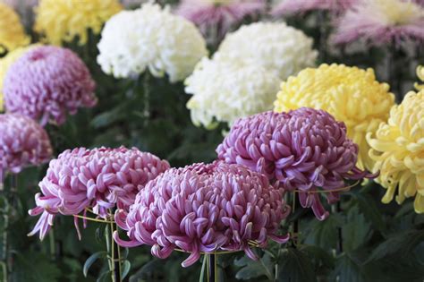 A Complete List Of Asian Flowers With Spellbinding Pictures Gardenerdy