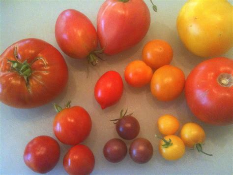 Grow Different Tomato And Eggplant Varieties