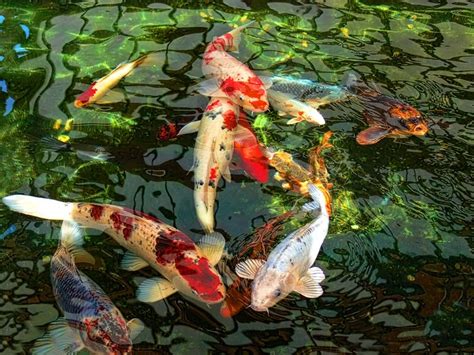 Somerset House Images Koi Fish Pond