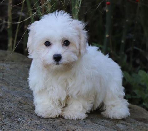 Colfax ca 95713 united states. Coton de Tulear puppies FOR SALE ADOPTION from Ontario Frontenac @ Adpost.com Classifieds ...
