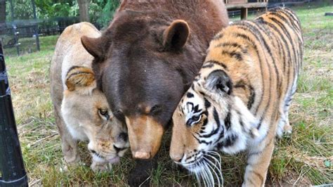 25 Unlikely Animal Friendships That Are Just Too Adorable Ft Epic