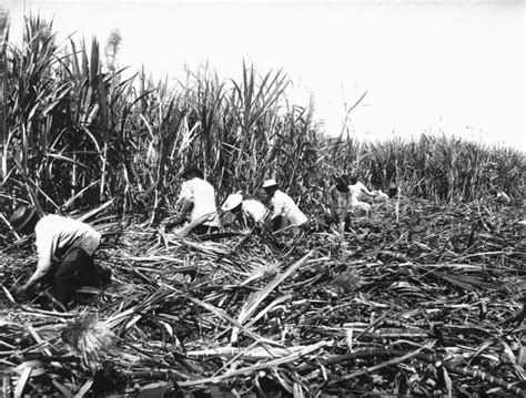 Hawaiian Sugar Cane Plantation