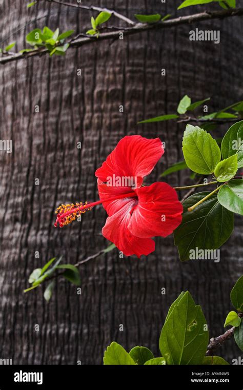 Red Hibiscus Flower Stock Photo Alamy