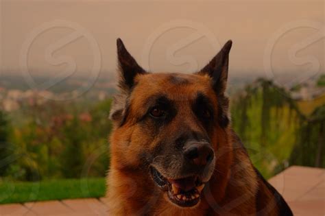 Dog Dog Breed Snout German Shepherd Dog By Todor Zahariev Photo