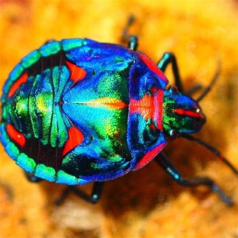 Australian Beetle Beautiful Bugs Colorful Animals Bugs And Insects
