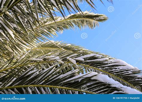 Palm Tree Branches Covered With Snow Athens Greece January 8th 2019