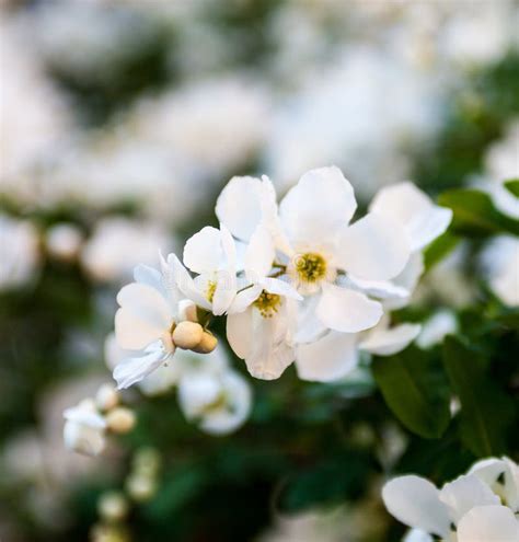 White Flowers Of The Pear Tree Stock Image Image Of Flora Growth