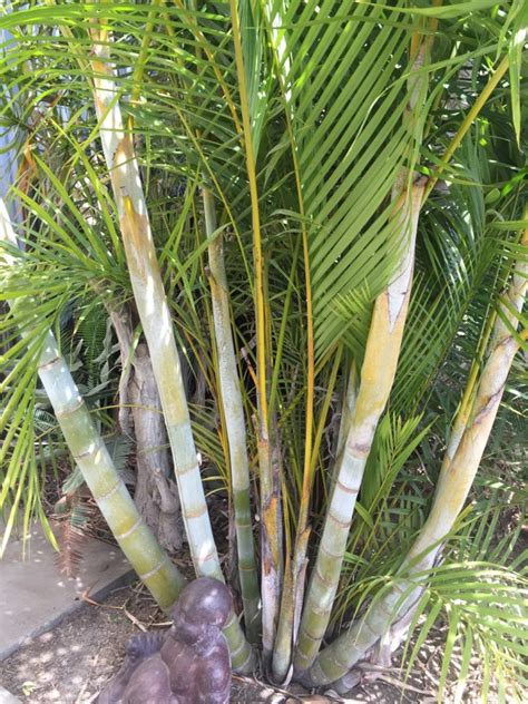 Watch the golden cane warrior movie online. Golden Cane Palm | Palms Galore Perth