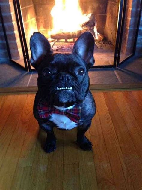 13 Dog Underbites You Won't Be Able to Handle | French bulldog, Bulldog, French bulldog puppies