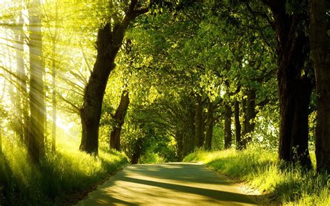 Download Wallpaper 1920x1200 Road Trees Sunlight Beams Greens