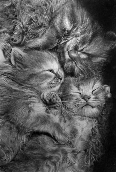 40 simple cat drawing examples anyone can try. Stunning Photo-realistic Pencil Drawings by Paul Lung ...