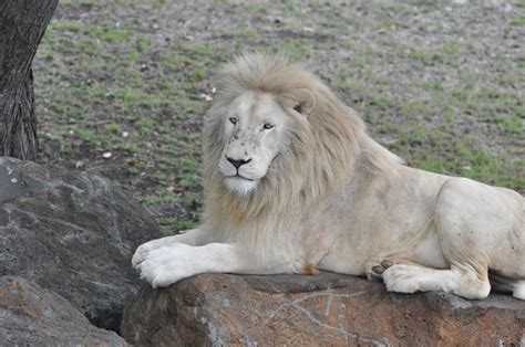 Albino Lion Picture Of Casela World Of Adventures