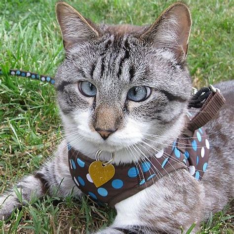 Meet Spangles The Cross Eyed Cat Who Has Become An Internet Sensation