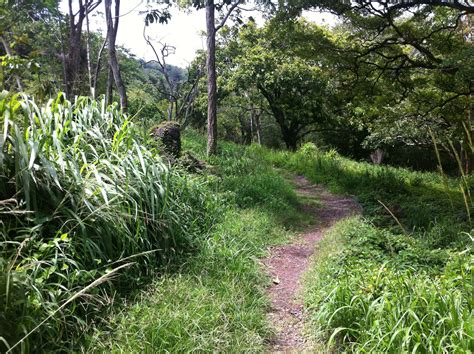 Ever Hike The Makiki Arboretum Trail In The Heart Of Honolulu