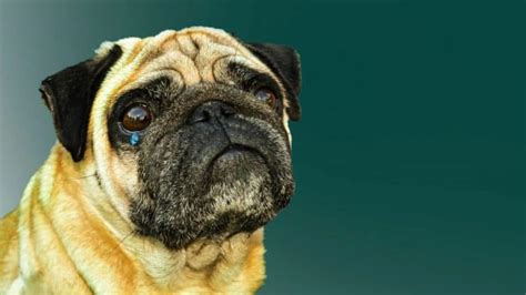 Pug Cryingandwhining Common Causes And How To Stop