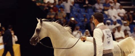arabian horse gif tumblr