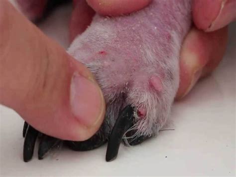 Browse Shih Tzu Skin Problems Bumps Scabs Itchy Skin