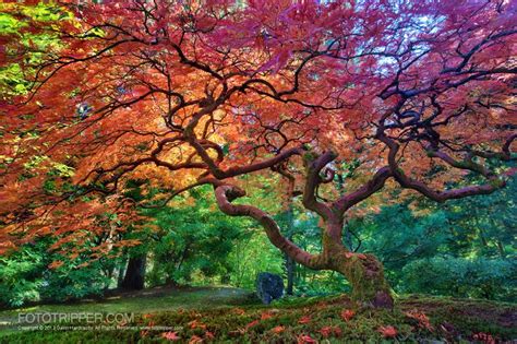 Field photographer awards a title, not a toy. How to Shoot Portland Japanese Garden - Fototripper