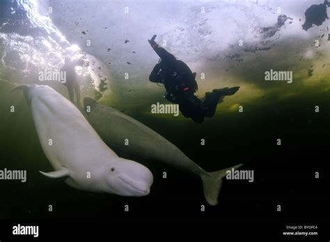 Scuba Diver With Two Belugas Swim Under Ice White Whale Delphinapterus Leucas White Sea