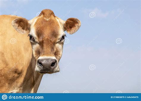 Jersey Cow Headshot Close Up Brown Tan And Black Nose And A Blue