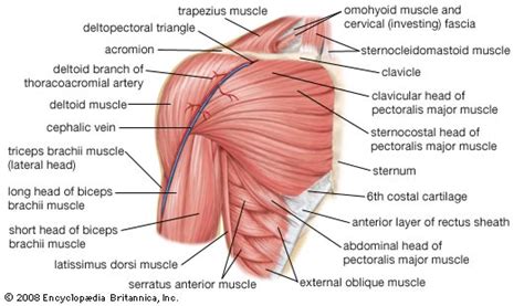 Download human muscle anatomy diagram vector art. Old School Plate Presses for Inner Chest Development ...