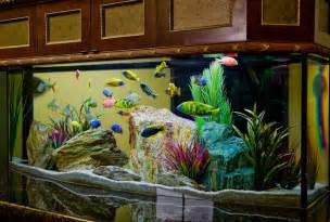 Pics Photos Gallon Freshwater Fish Tank Aquarium Design Marine 