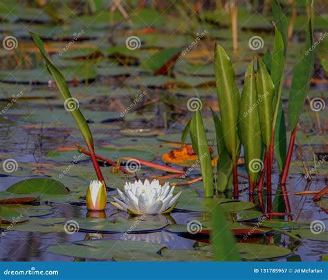 Water Lilly Stock Image Image Of Water Okefenokee 131785967