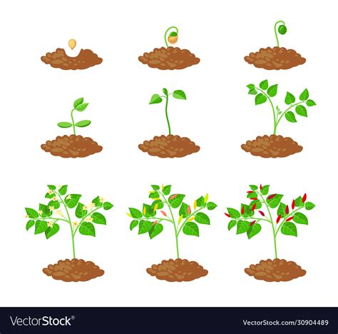 Chilli Pepper Plant Growth Stages Infographic Vector Image