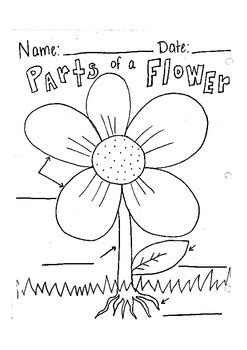label parts   flower worksheet  robyn brooke tpt