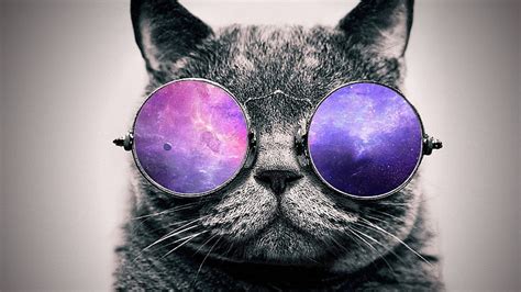 Hd Wallpaper Black And White Cat With Colored Glasses Gray Scale