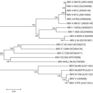 Unrooted Phylogenetic Tree Constructed From Partial M Gene Sequences Download Scientific