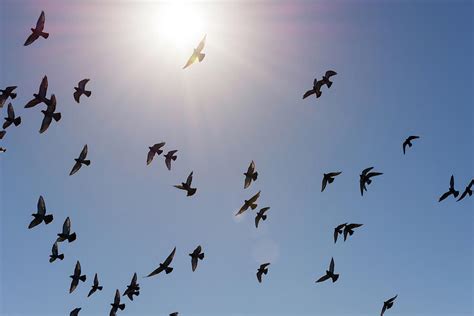 Sky flying high definition picture blue sky clouds blue nature white clouds grass fly trees white air aircraft landscape background cloud weather sunshine freedom flight green red heaven light tree we are creating many vector designs in our studio (bsgstudio). He Saved 22 People By Holding The Door Closed As Gunman ...