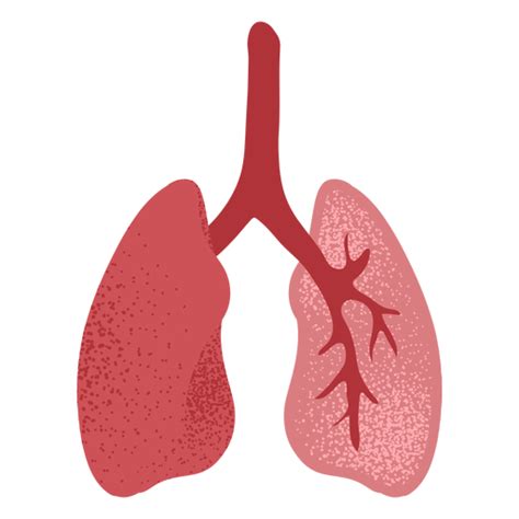 Lungs Textured Transparent Png And Svg Vector File