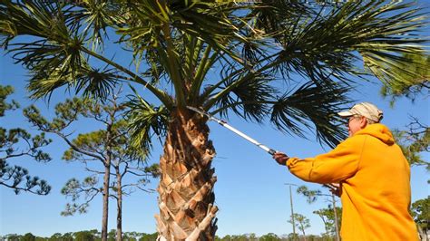 The Spine Chilling Hidden Dangers Of Palm Tree Trimming