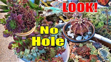 How To Grow Succulent In Pots With No Hole Gswlk Youtube