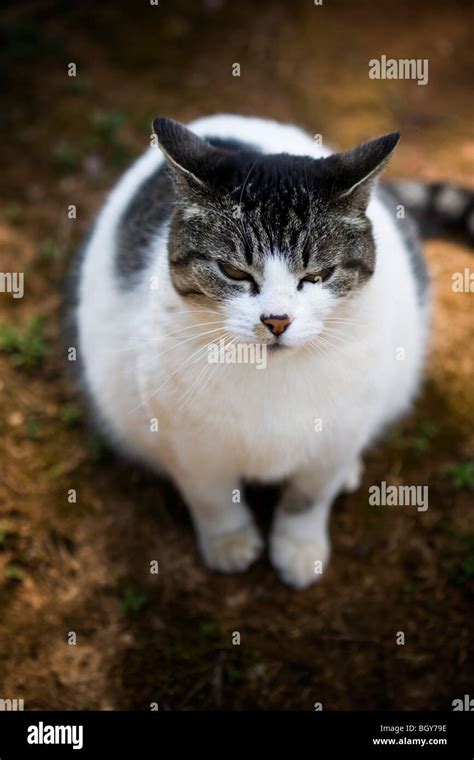 Sitting Funny Cat High Resolution Stock Photography And Images Alamy