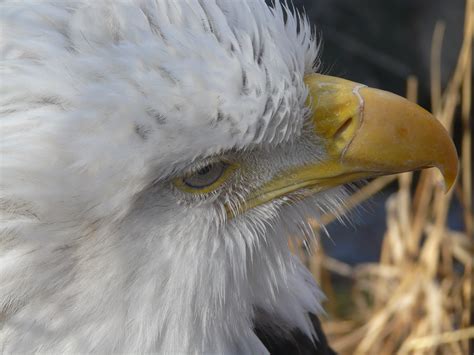 So Birds Do Have Eyelashes I Didnt See This Bald Eagle Flickr