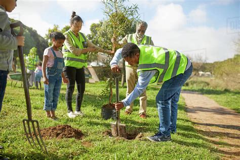 Volunteers planting trees in sunny park - Stock Photo - Dissolve