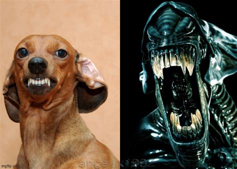 Image Tagged In Dogalienalienspuppyhorror Moviehorror Imgflip