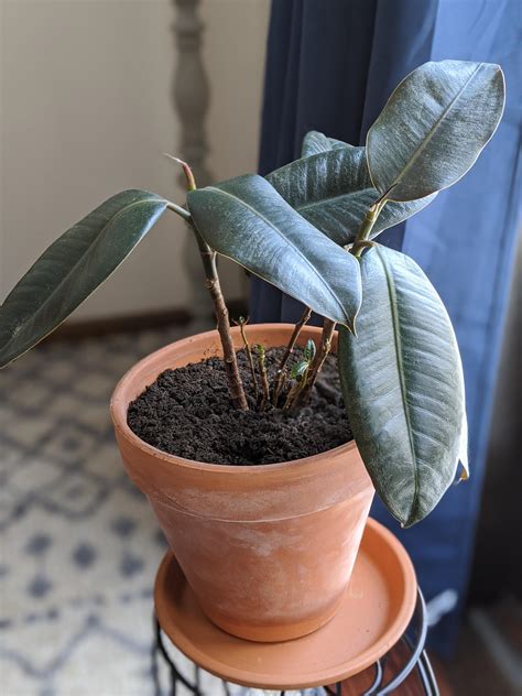 Need Some Advice Got This Rubber Plant The Other Day From A Friend Who