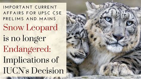 Snow Leopard Is No Longer Endangered Important Current Affairs For