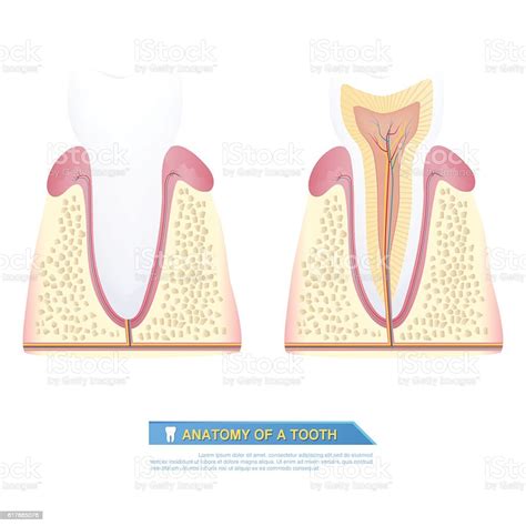 Anatomie Eines Zahnes Teil Eines Zahnes Stock Vektor Art Und Mehr