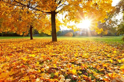 Best Fall Foliage In October