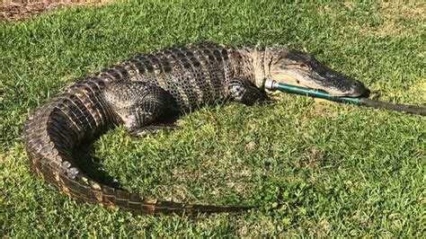 8 Foot Alligator Turns Up In Florida Residential Area Police Say Fox