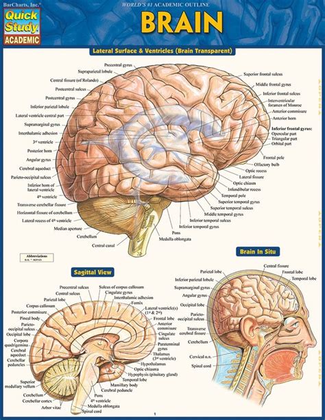Quickstudy Brain Laminated Study Guide Brain Pictures Brain Anatomy Study Guide